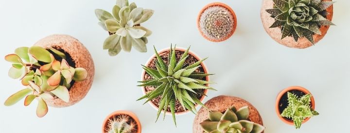 build a plant identifier app